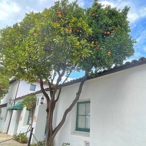 Meet your Posher, Thalia